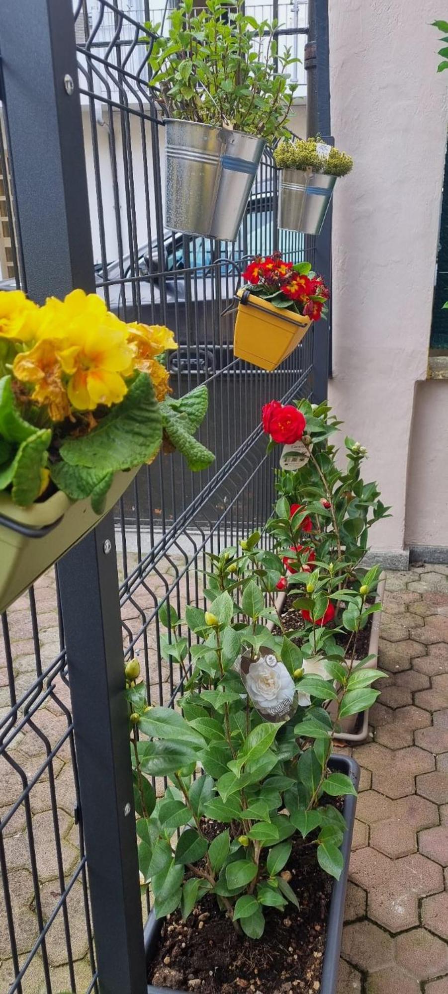 Carta Da Zucchero Venaria Reale Esterno foto